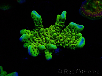 WYSIWYG - CB Incredible Hulk Montipora 5L10