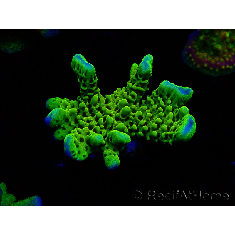 WYSIWYG - CB Incredible Hulk Montipora 5L10