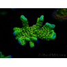 WYSIWYG - CB Incredible Hulk Montipora 5L10