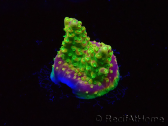 WYSIWYG MH Acropora natalensis 5C2