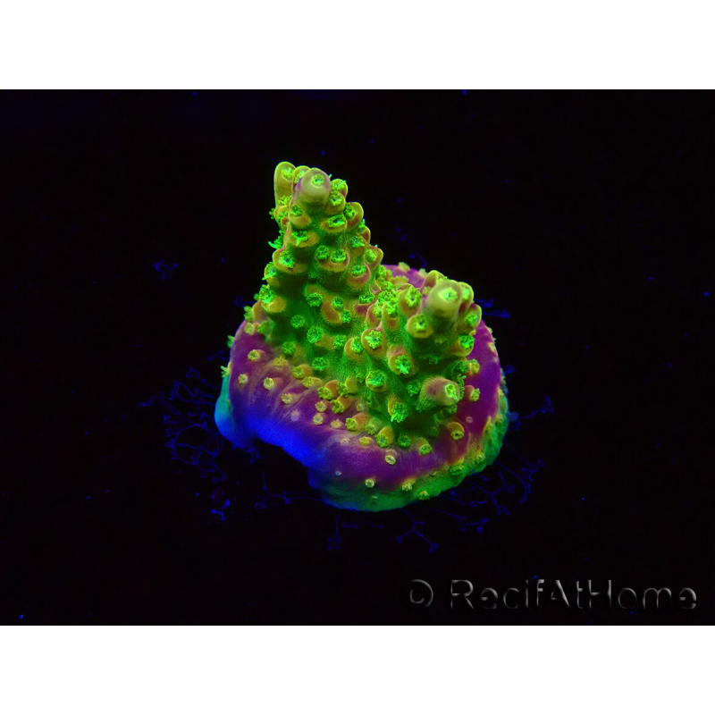 WYSIWYG MH Acropora natalensis
