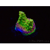 WYSIWYG MH Acropora natalensis 5C2