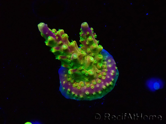 WYSIWYG MHAcropora natalensis 5C3