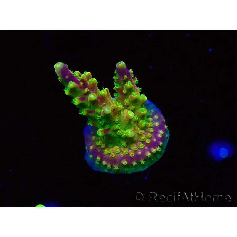 WYSIWYG MH Acropora natalensis