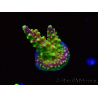 WYSIWYG MHAcropora natalensis 5C3