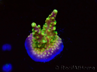 WYSIWYG MH Acropora natalensis 5C4