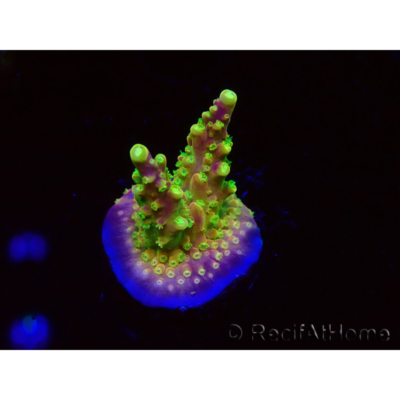 WYSIWYG MH Acropora natalensis