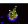 WYSIWYG MH Acropora natalensis