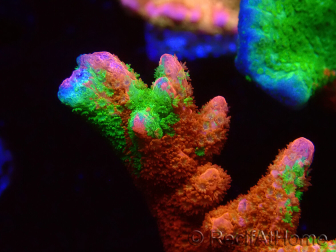 WYSIWYG WWC Montipora Contraband Digitata