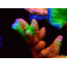 WYSIWYG WWC Montipora Contraband Digitata