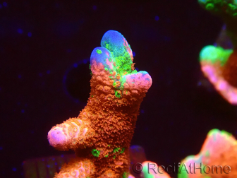 WYSIWYG WWC Montipora Contraband Digitata 5Q2