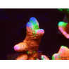 WYSIWYG WWC Montipora Contraband Digitata 5Q2