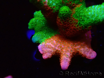 WYSIWYG WWC Montipora Contraband Digitata