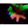 WYSIWYG WWC Montipora Contraband Digitata 5Q3