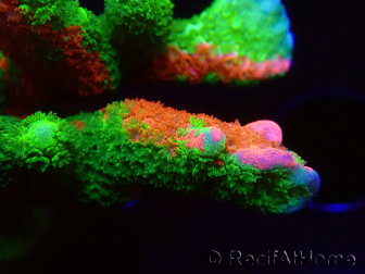 WYSIWYG WWC Montipora ContrabandDigitata