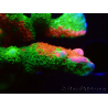 WYSIWYG WWC Montipora ContrabandDigitata 5Q4