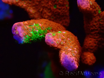 WYSIWYG WWC Montipora Contraband Digitata 5Q5