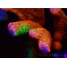 WYSIWYG WWC Montipora Contraband Digitata 5Q5
