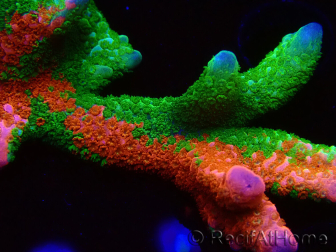 WYSIWYG WWC Montipora Contraband Digitata