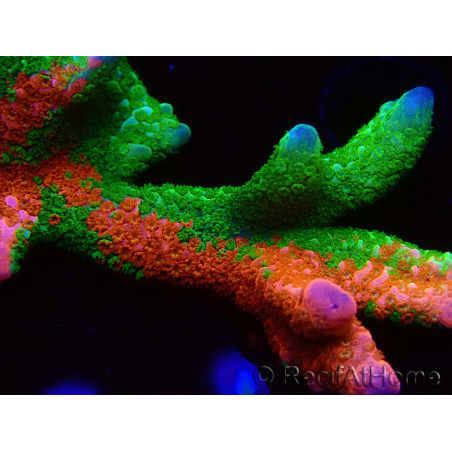 WYSIWYG WWC Montipora Contraband Digitata