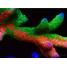 WYSIWYG WWC Montipora Contraband Digitata 5Q6