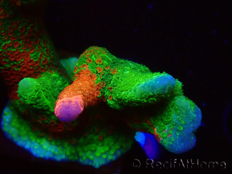 WYSIWYG WWC Montipora Contraband Digitata 5Q7