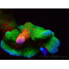 WYSIWYG WWC Montipora Contraband Digitata 5Q7