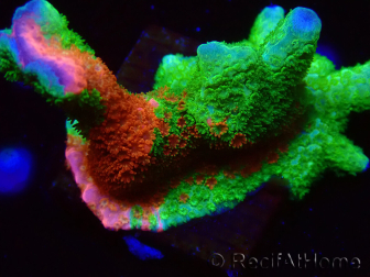 WYSIWYG WWC Montipora Contraband Digitata 5Q8