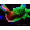 WYSIWYG WWC Montipora Contraband Digitata