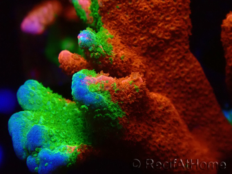 WYSIWYG WWC Montipora Contraband Digitata