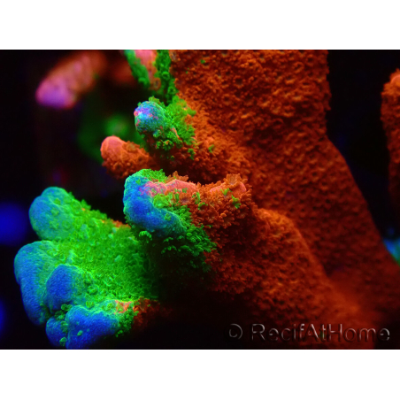 WYSIWYG WWC Montipora Contraband Digitata