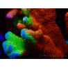 WYSIWYG WWC Montipora Contraband Digitata 5Q9