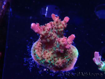 WYSIWYG- RAH Acropora Princess
