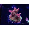 WYSIWYG- RAH Acropora Prinzessin