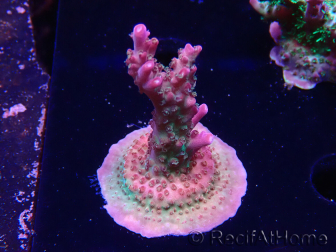 WYSIWYG- RAH Acropora Princesa