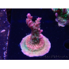 WYSIWYG- RAH Acropora Princess