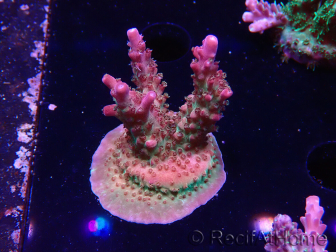 WYSIWYG- RAH Acropora Prinzessin