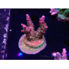 WYSIWYG- RAH Acropora Princess 5A3
