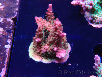 WYSIWYG- RAH Acropora Princess