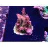 WYSIWYG- RAH Acropora Princess 5A4