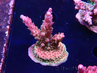 WYSIWYG- RAH Acropora Princess