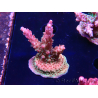 WYSIWYG- RAH Acropora Princess 5A5