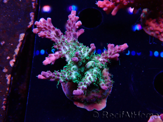 WYSIWYG- RAH Acropora Purple Haze 5B1
