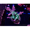 WYSIWYG- RAH Acropora Purple Haze 5B1