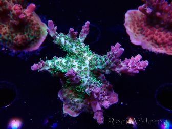 WYSIWYG- RAH Acropora Purple Haze