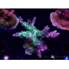 WYSIWYG- RAH Acropora Purple Haze