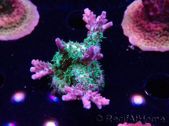 WYSIWYG- RAH Acropora Purple Haze