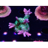 WYSIWYG- RAH Acropora Purple Haze