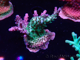 WYSIWYG- RAH Acropora Purple Haze