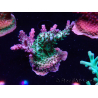 WYSIWYG- RAH Acropora Purple Haze